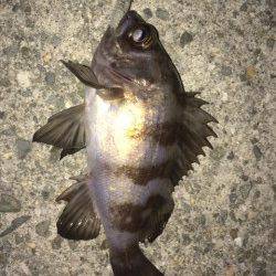 りんくうメバリング　中層をスローで巻いてアタリが連発、メバルゲット！