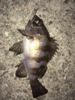 りんくうメバリング　中層をスローで巻いてアタリが連発、メバルゲット！