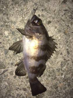 りんくうメバリング　中層をスローで巻いてア…