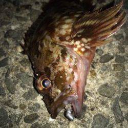 りんくうメバリング　中層をスローで巻いてアタリが連発、メバルゲット！