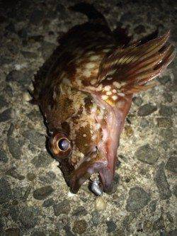 りんくうメバリング　中層をスローで巻いてアタリが連発、メバルゲット！