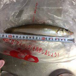 樽井漁港　キスの天ぷらが食べたくてちょい投げ…渋かったです