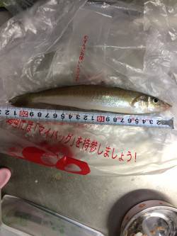 樽井漁港　キスの天ぷらが食べたくてちょい投…