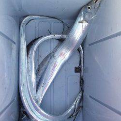 神戸港　朝6時半頃に時合、タチウオまだいますね！