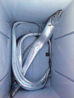 神戸港　朝6時半頃に時合、タチウオまだいますね！