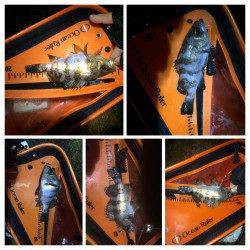 樽井漁港　釣り納めに泉南へメバリング釣行