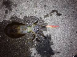 戸坂・塩津漁港周辺　夕まずめ狙いのエギング…