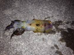 夕マズメを狙い小島へエギング　干潮前後に一…