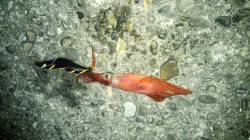 串本方面へエギング釣行　風裏探してランガン…