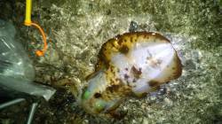 すさみ　小泊堤防にてヤエン釣り　3回のアタ…