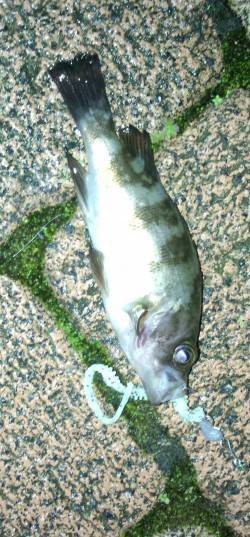 千歳周辺　波の影響の少ない所でメバル&am…