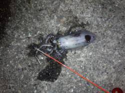 堺・一本松漁港　エギングでアオリイカ、スラ…