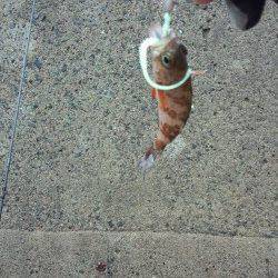 千歳にてメバリング　漁港の中で小さいアタリ、プチサイズのメバル釣れました