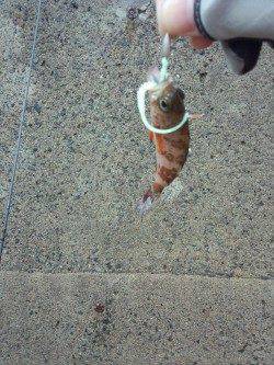 千歳にてメバリング　漁港の中で小さいアタリ、プチサイズのメバル釣れました