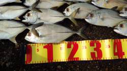 メッキの顔が見たくなりマリーナシティへ釣行…