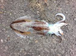 田辺・戎漁港周辺にて朝まずめエギング　ボト…