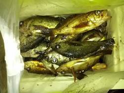 小島で夜通しメバリング！キープだけで58匹…