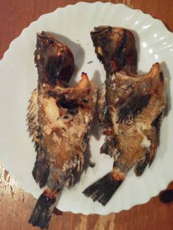 貝塚周辺でガシリング　アタリが少なかったで…