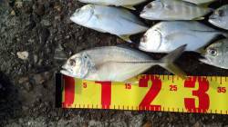 マリーナシティ　朝〜昼にルアーでメッキ釣り…