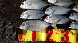 和歌山マリーナシティ　自分で改造したルアー…