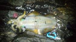 串本港　エギングでアオリイカ10杯　201…