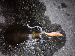 田辺・戎漁港　エギングのアオリイカ狙いはコ…