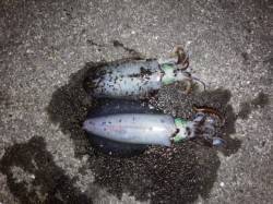 堺・一本松漁港　エギングでアオリイカ狙いは…