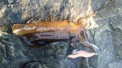 串本港　１日限定の強行エギングでアオリイカ…