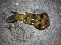 田辺・戎漁港　連日のエギング釣行でアオリイ…