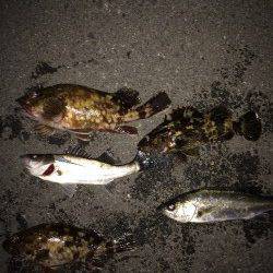 大阪南港　アジ釣れずジグヘッドを重くしてガシラ・タケノコメバルなど