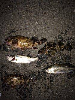 大阪南港　アジ釣れずジグヘッドを重くしてガシラ・タケノコメバルなど