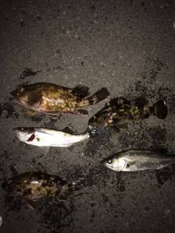 大阪南港　アジ釣れずジグヘッドを重くしてガ…