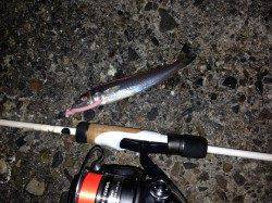 舞洲アジング☆寒い中モゾモゾっとしたアタリを掛けるのに熱くなりました