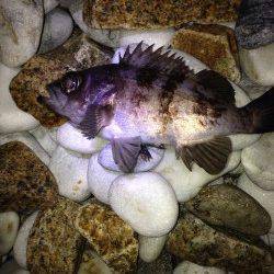 りんくう周辺のサーフでメバル入れ食い　24cmの良型も！