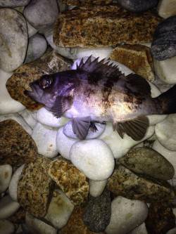 りんくう周辺のサーフでメバル入れ食い　24…