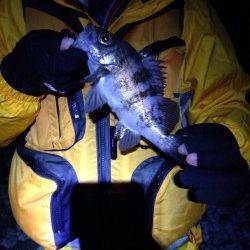 りんくう周辺のサーフでメバル入れ食い　24cmの良型も！