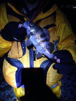 りんくう周辺のサーフでメバル入れ食い　24cmの良型も！