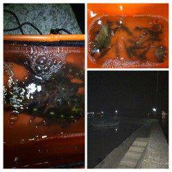 淡路島　洲本から福良までランガンして根魚に癒されました