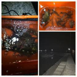 淡路島　洲本から福良までランガンして根魚に…