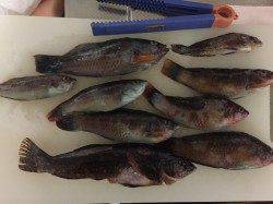 洲本にて根魚狙い　2gジグヘッド＋石ゴカイでの釣果