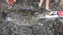 クリスマスカレイ狙いで泉佐野へ釣行　全体的…