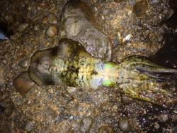 天神崎にヤエン釣行　500gほどのアオリイ…