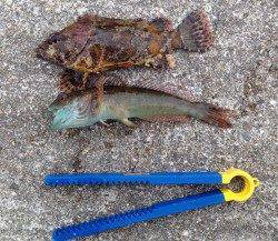 東二見人工島　投げカレイは反応なく、胴突きは飽きない程度にアタリ