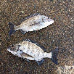 冬型が緩んだので日本海へ釣行　犬見～本郷周辺フカセ釣りでチヌ