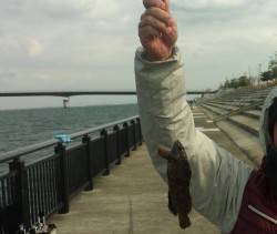 神戸空港　色々な釣り方で根魚GET