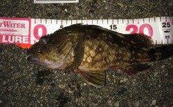 太地港　メバル狙いに良型ガシラがヒット