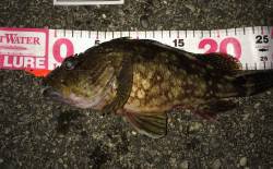 太地港　メバル狙いに良型ガシラがヒット