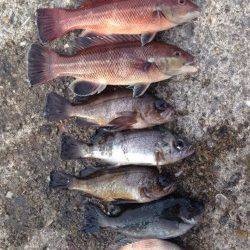 大蔵海岸で投げ釣り　連続で32cm、23cmとカレイが2匹上がりました！