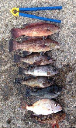 大蔵海岸で投げ釣り　連続で32cm、23cmとカレイが2匹上がりました！