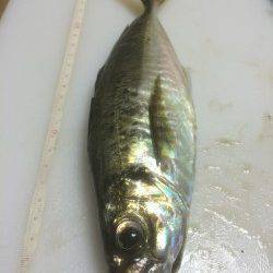 大阪南港にてアジング　潮が緩くなったタイミングでポロポロとアタリ